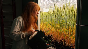 Dr Jess Dunn watering wheat crops in a lab